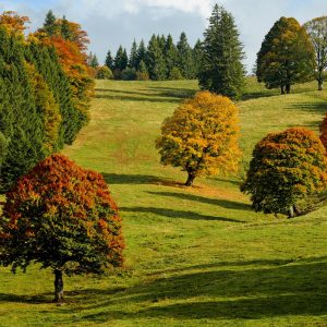 Seasonal