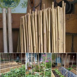 50 x 3FT Bamboo Canes Sticks 90CM - Image 4