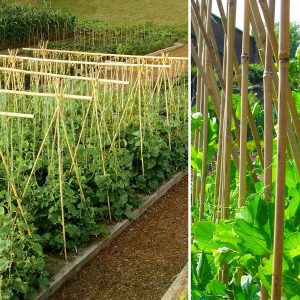 50 x 3FT Bamboo Canes Sticks 90CM - Image 8