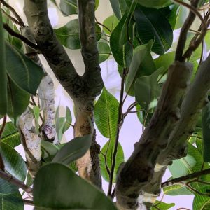 100cm Leaf Realistic Artificial Ficus Tree / Plant Bush Ficus - Image 4
