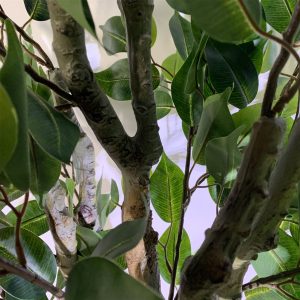 100cm Premium Artificial Ficus Twist Tree Gold Curve Planter - Image 4