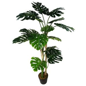 150cm (5ft) Luxury Monstera Cheese Plant Black Pot
