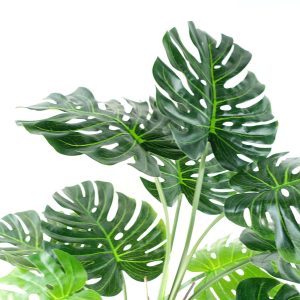 Alternative view of 150cm (5ft) Luxury Monstera Cheese Plant Black Pot