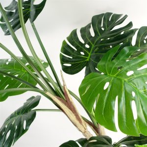 Alternative view of 150cm (5ft) Luxury Monstera Plant Black Pot