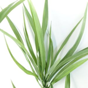 Alternative view of 125cm Dragon Tree Dracaena Plant Natural Look Artificial