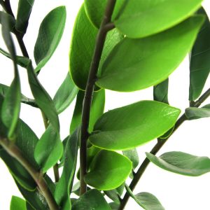 Alternative view of 75cm Artificial Zanzibar Green Gem Zamioculcas Succulent Indoor Plant