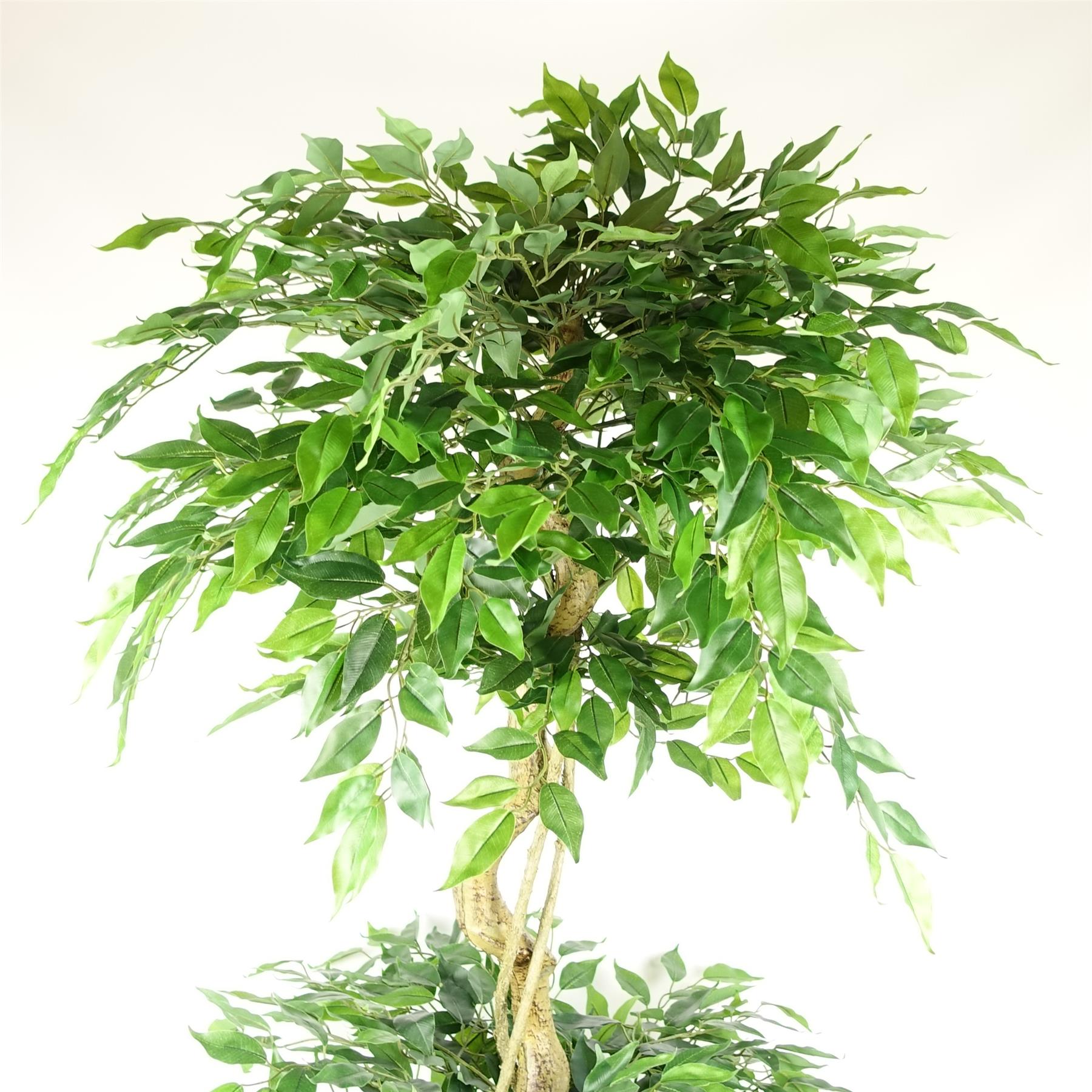 180cm Artificial Twisted Trunk Fruticosa Ficus Tree Triple Ball Topiary 1984 Leaves - Image 4