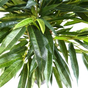 100cm Realistic Artificial Tree Longifolia Ficus Natural Trunk - Image 5