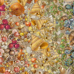 Natural History Museum - Shells 1000 Piece Jigsaw Puzzle - Image 6